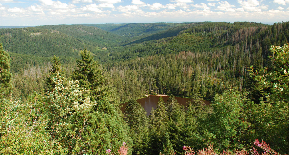 Wildseeblick