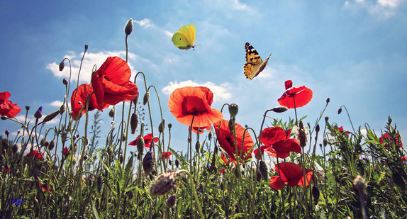 Schmetterlinge fliegen über eine Wiese mit Mohnblumen