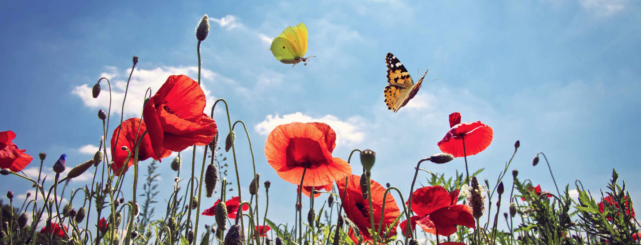 Schmetterlinge fliegen über eine Wiese mit Mohnblumen