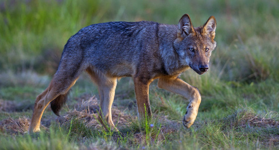 wildlebender Wolf (Canis lupus), Wolf läuft, Sachsen-Anhalt, Deutschland