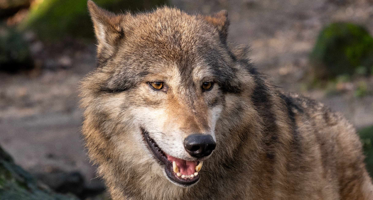 Wolf