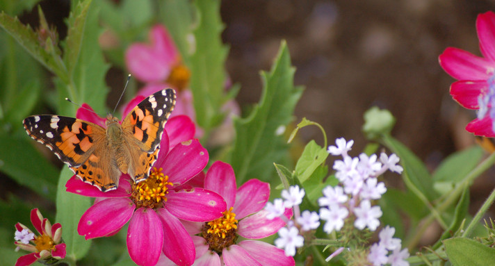 Schmetterling