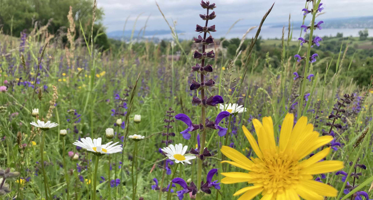 Mähwiese mit gelber Blume im Vordergrund