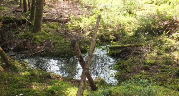 Moor Hinterzarten