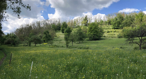 Naturschutzgebiet Gräbenwiesen, Spechbach, Weidichberg und Birkenwald