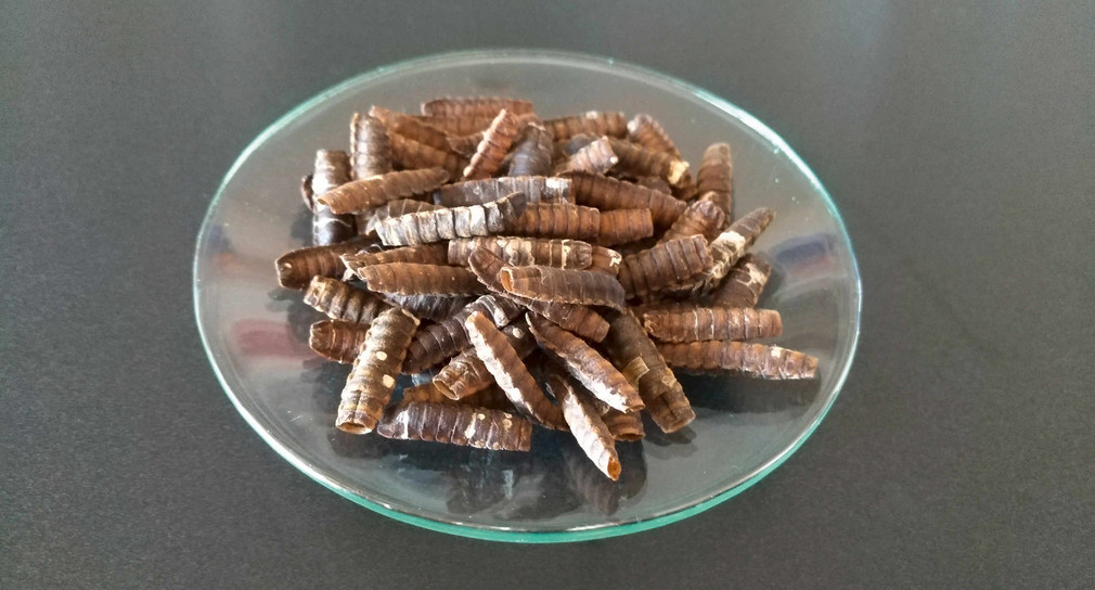 In the InBiRa project, insect larvae are further processed to proteins and high-quality fats.