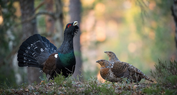 Auerhahn mit Hühnern bei der Balz (Tetrao urogallus)