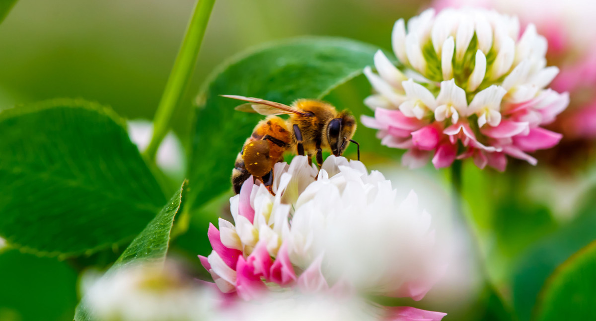 Honigbiene sitzt auf Kleeblatt