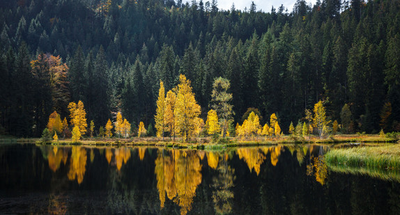 Nationalpark Schwarzwald (Foto: FairFilmProductions GbR)