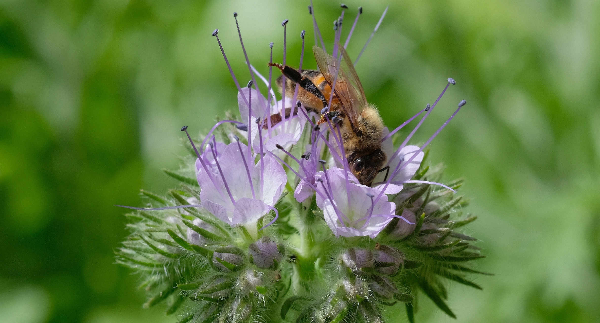 akrobatische Wildbiene