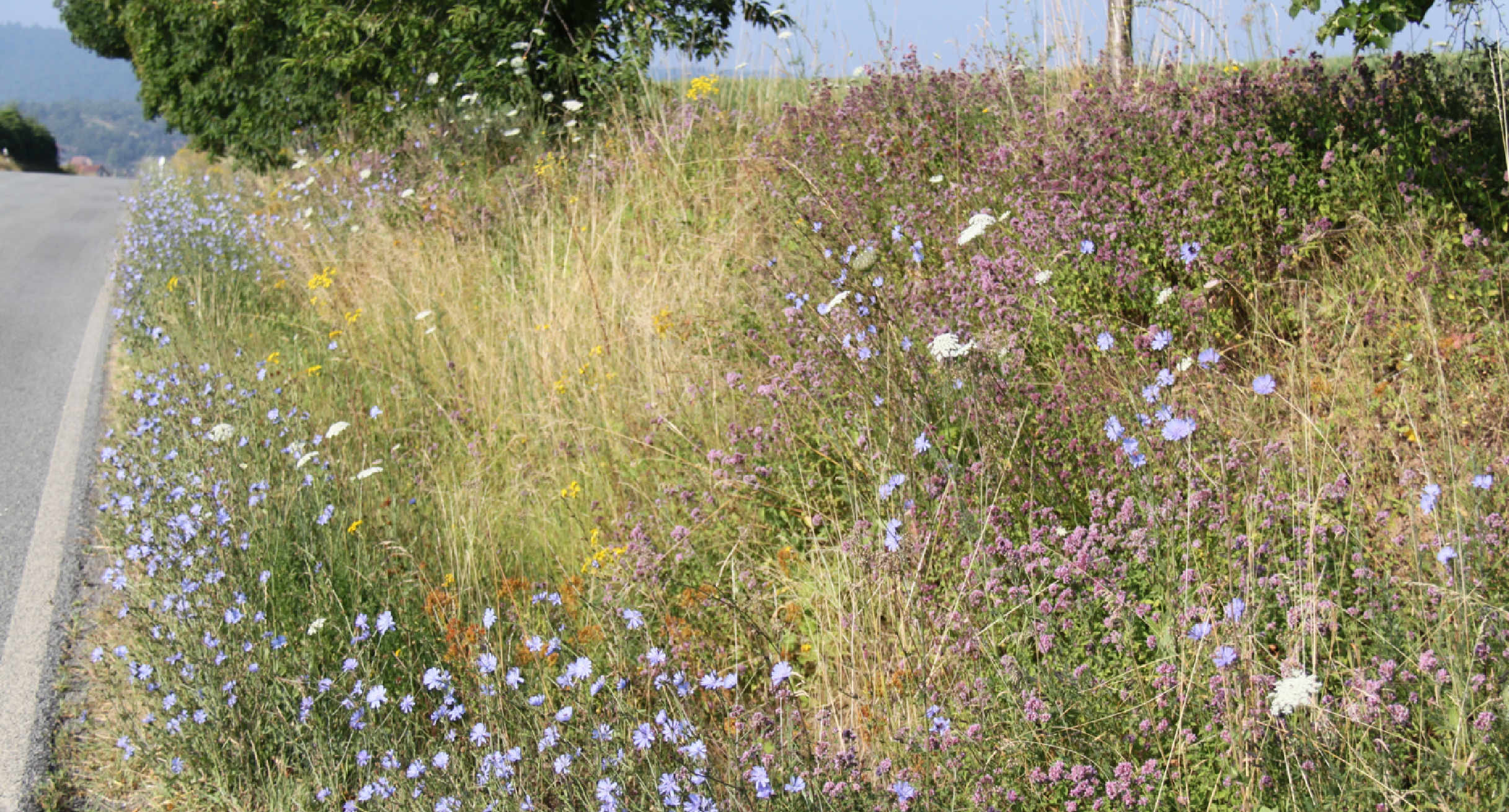 Blumenwiese am Straßenrand  (ökologisch wertvolles Straßenbegleitgrün)