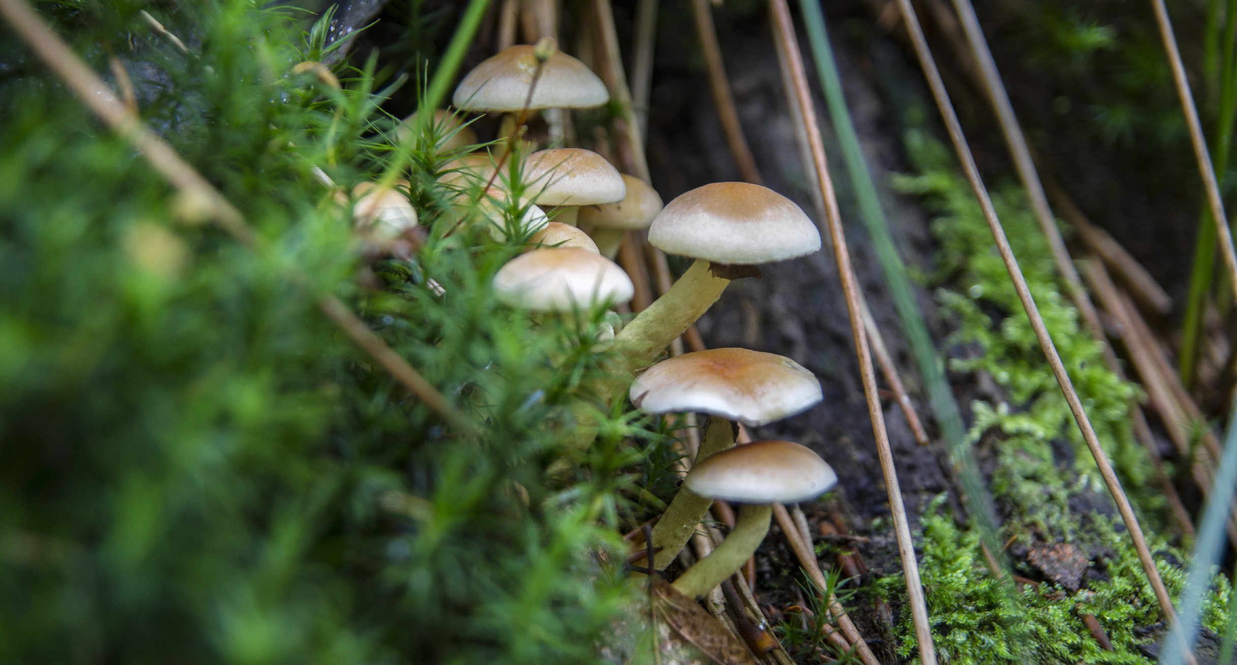 Pilze am Wildnispfad (Nationalpark Schwarzwald)