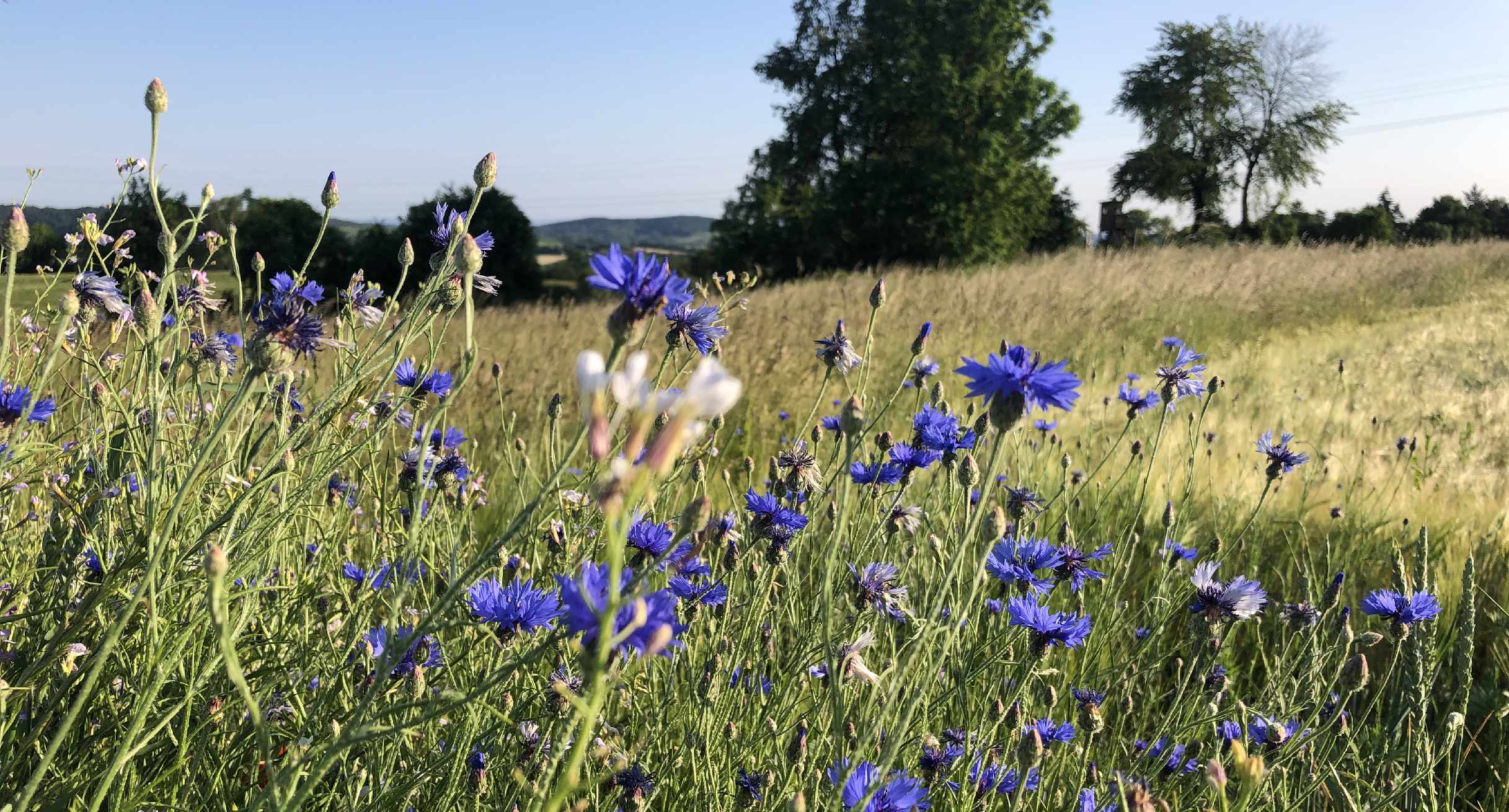 Ackerrandstreifen mit Kornblumen