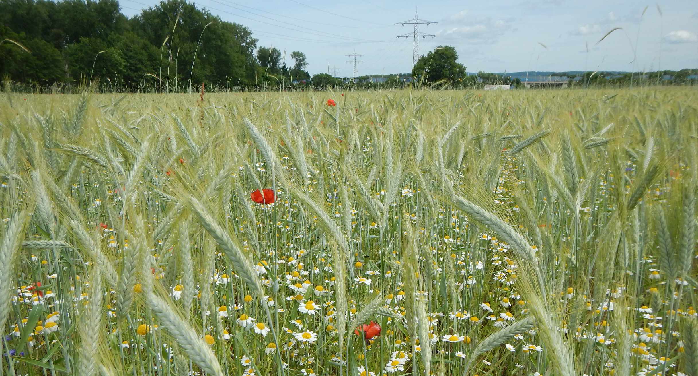 Getreideacker mit Klatschmohn