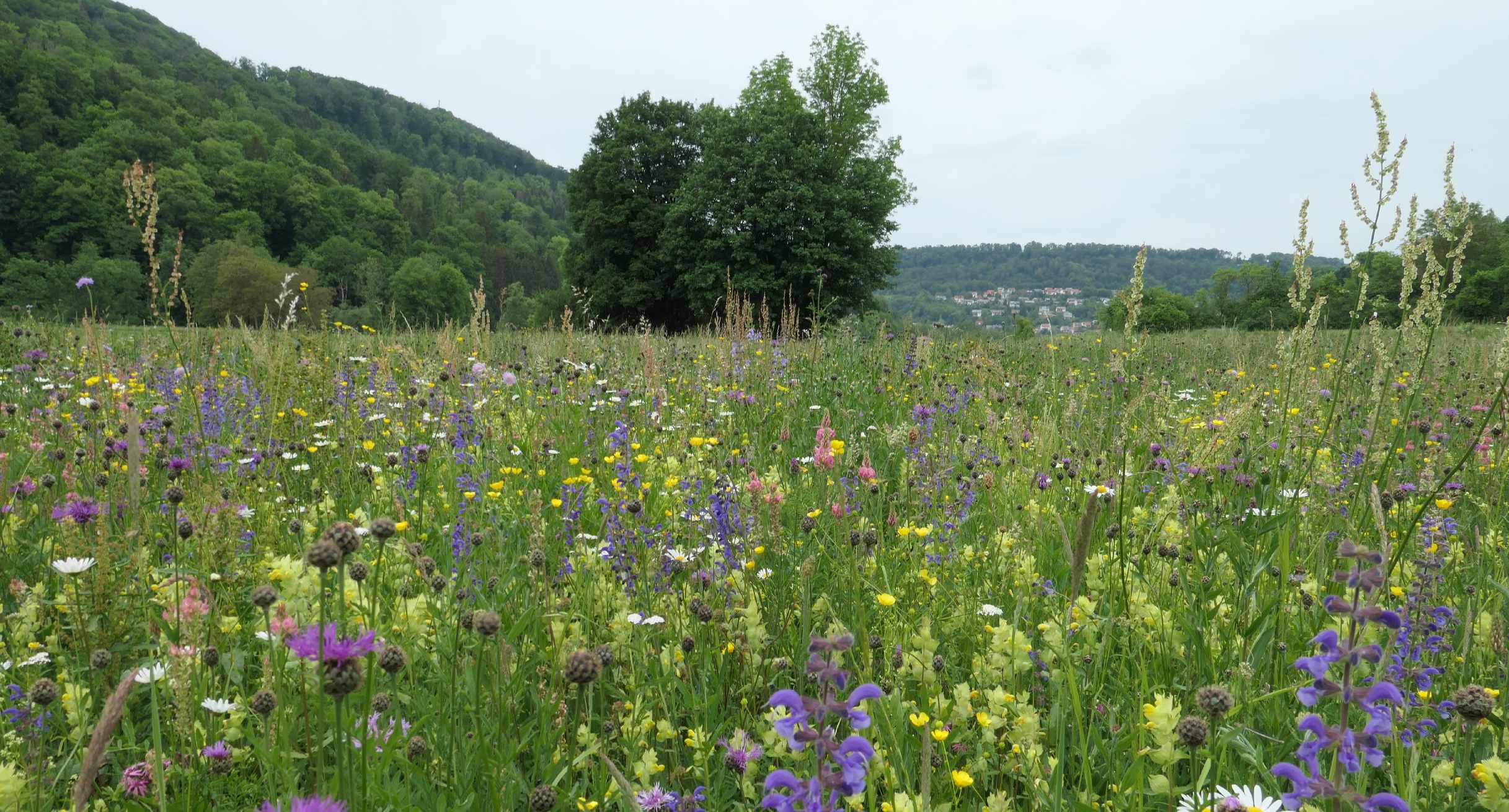 Salbei-Glatthaferwiese im Naturschutzgebiet „Grimmbachmündung“