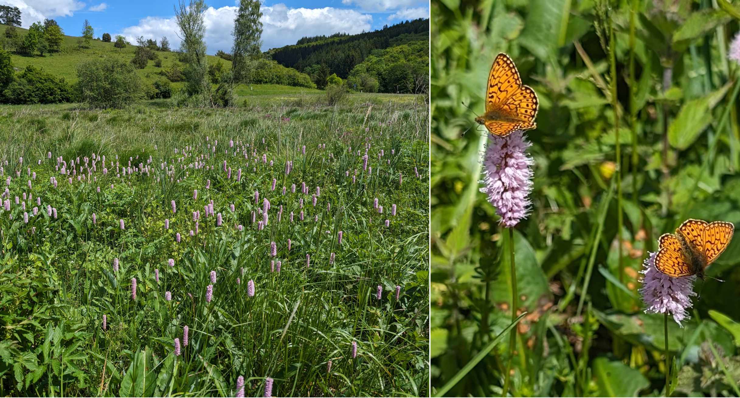 Beispiel für eine Biotopverbundmaßnahme: Nach Gehölzentfernung im Naturdenkmal Güllen in Gomadingen blüht links der Schlangenknöterich, während sich rechts der Randring-Perlmutterfalter zeigt. 