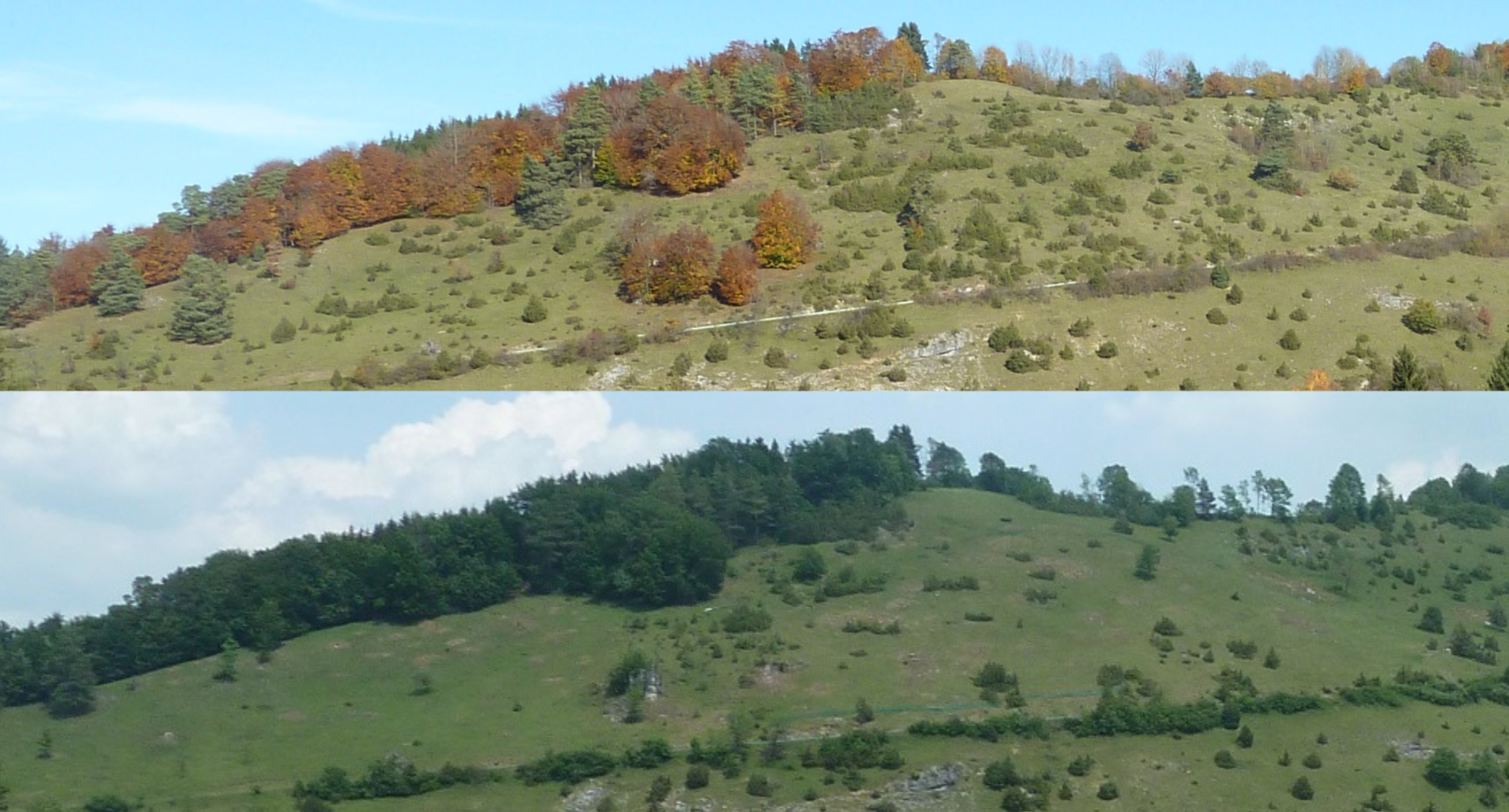 Die Wacholderheide Machtelsberg vor und nach der Maßnahme: Vor der Umsetzung sind weite Teile der Fläche von Gebüschen bedeckt. Nach der Maßnahme wurden die Gebüsche stark reduziert, wodurch offene Bereiche wiederhergestellt wurden.