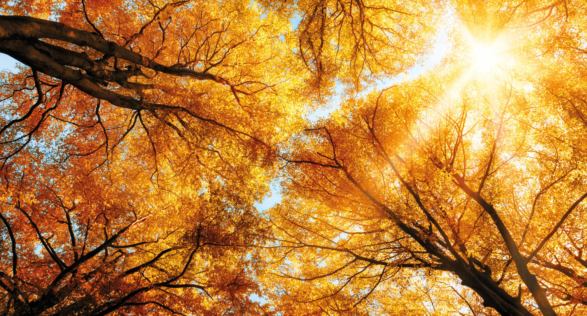 Die warme Herbstsonne leuchtet durch die goldenen Kronen hoher Buchen.