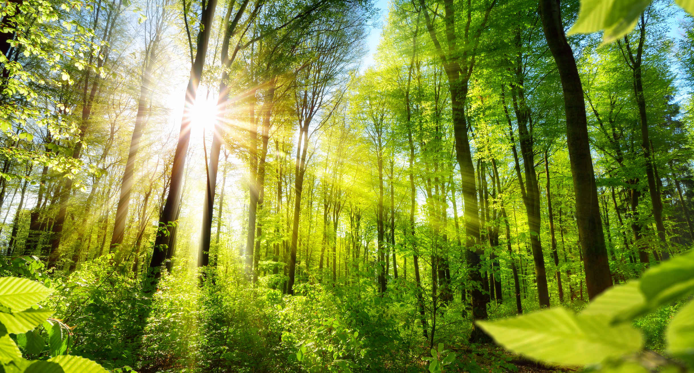 Sonnenbeschienene Laubbäume im Wald