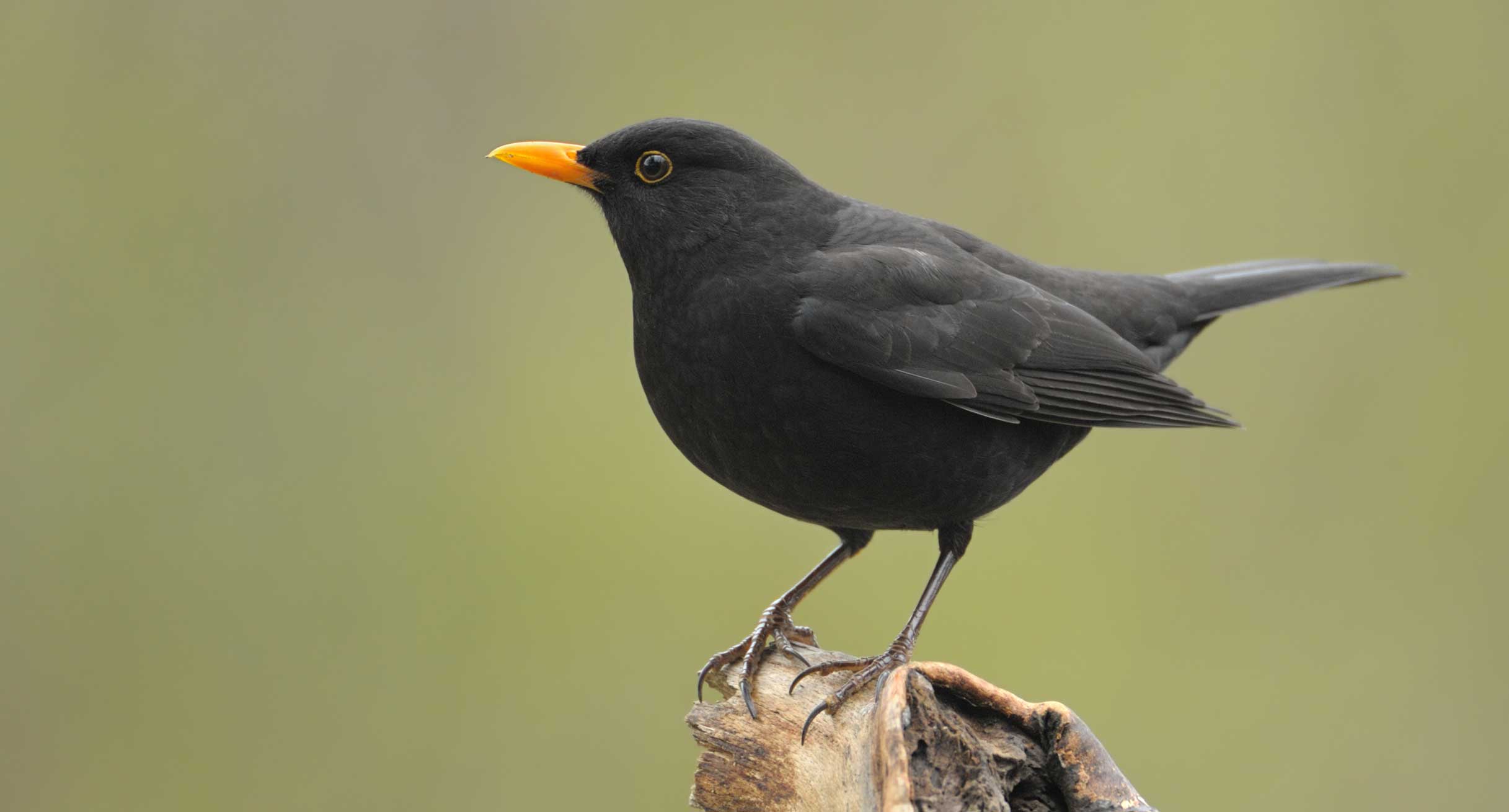Amsel (Turdus merula)