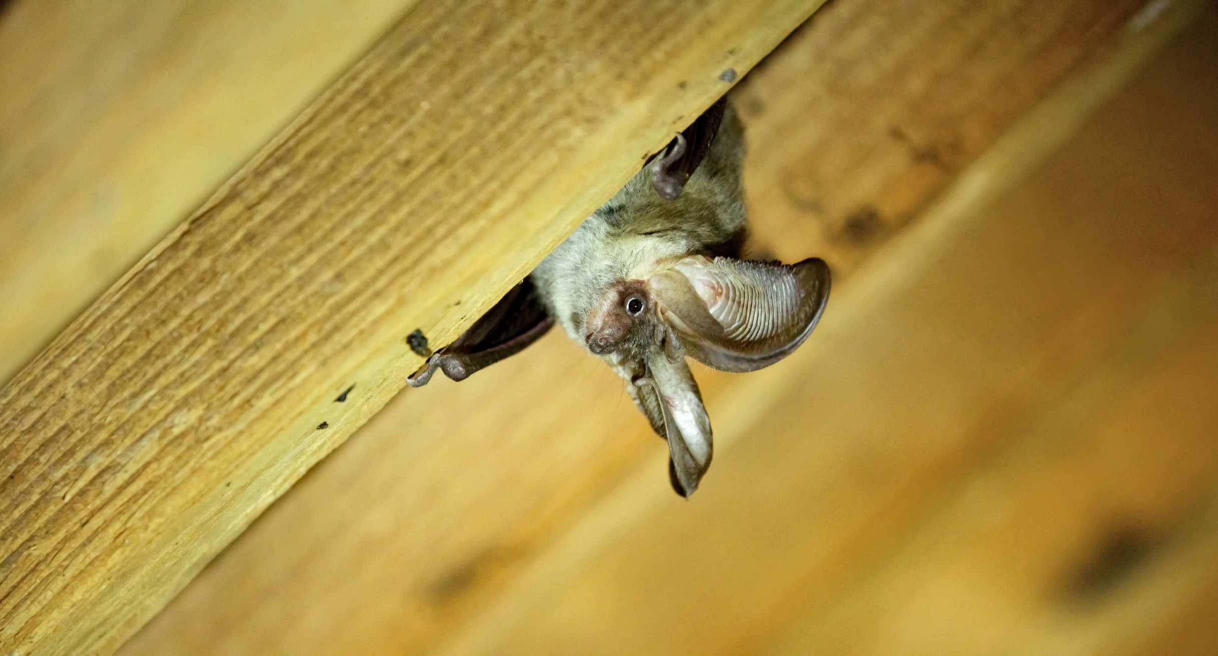 Fledermaus mit großen Ohren hängt von einer Holzdecke