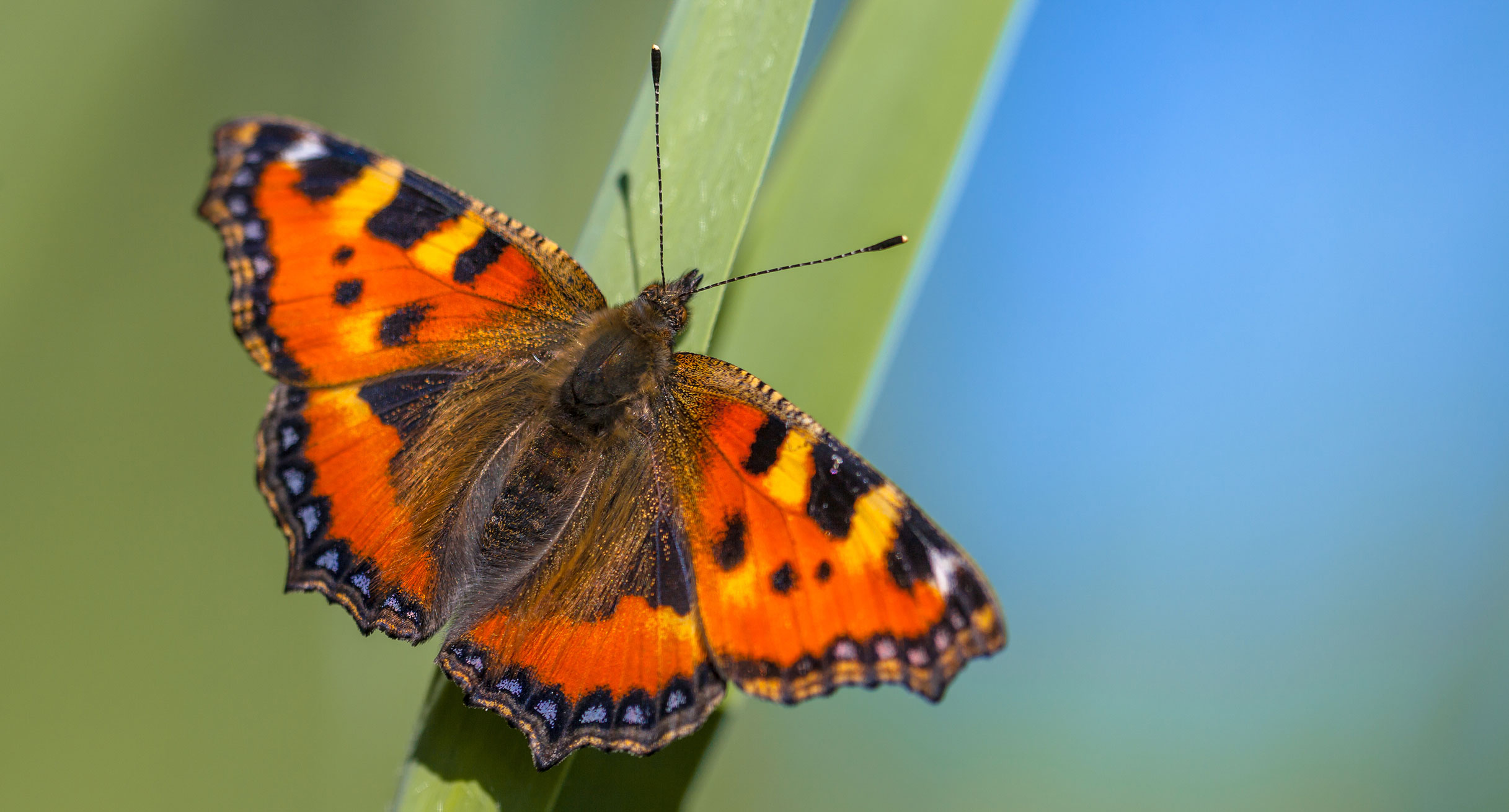 Schmetterling: Kleiner Fuchs