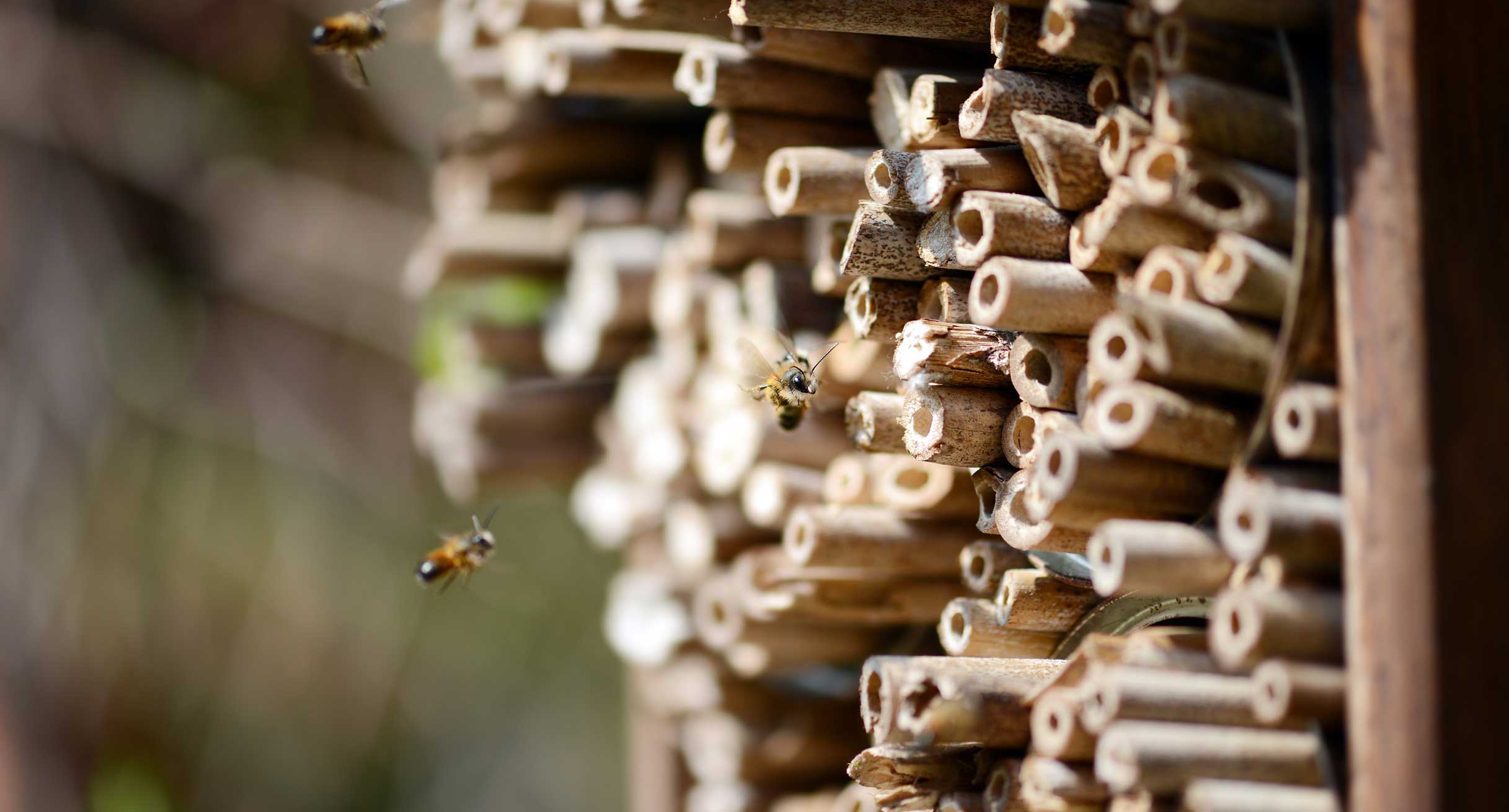 Wildbienen fliegen vor einer Insekten-Nisthilfe