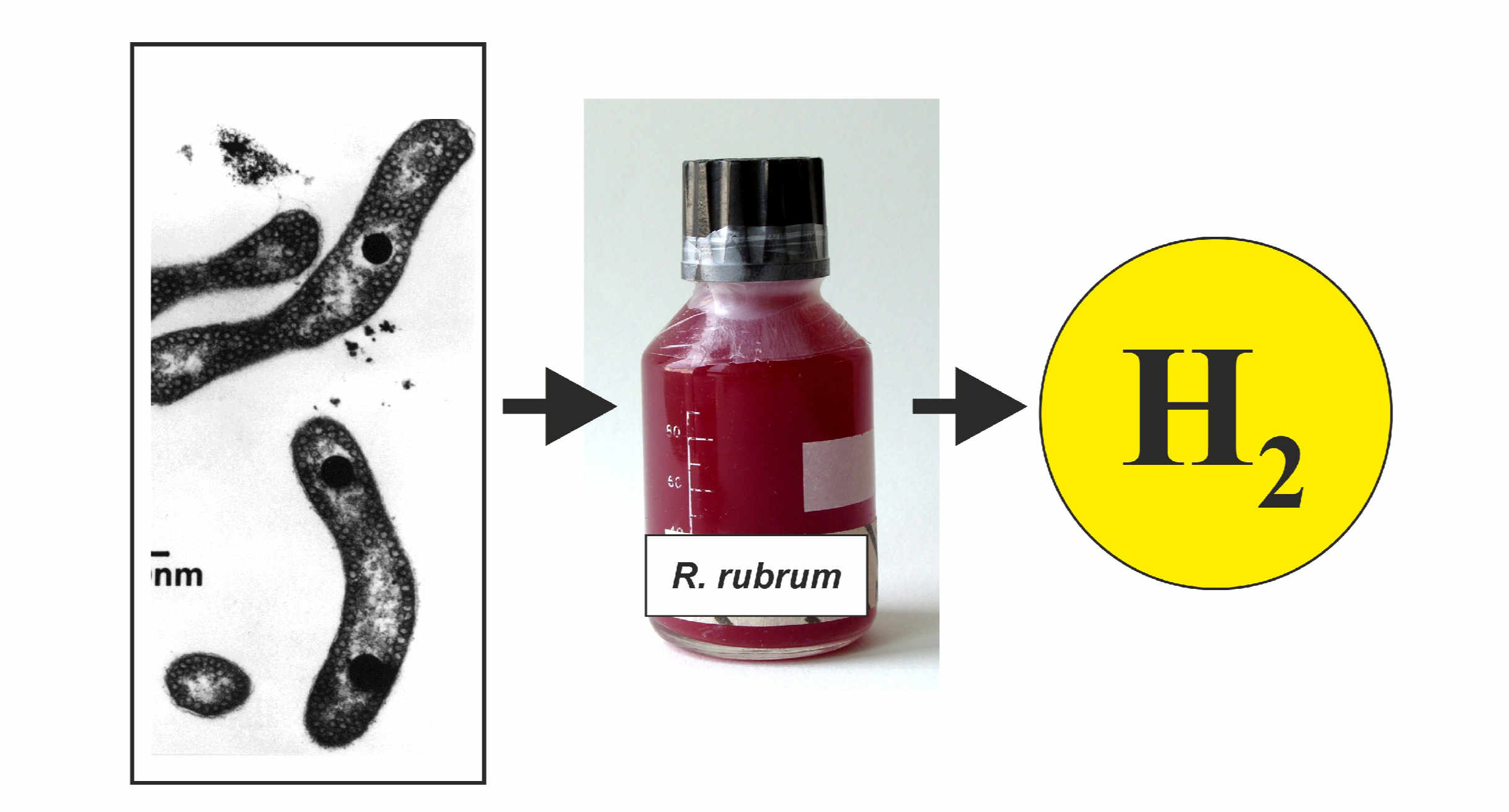 Das photosynthetische Purpurbakterium Rhodospirillum rubrum