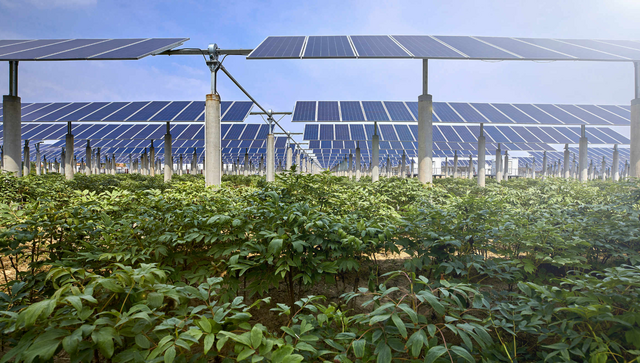 Agri-Photovoltaik: Gemüse wächst unter Solarpanelen
