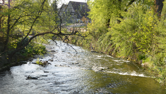 Die Echaz in Betzingen
