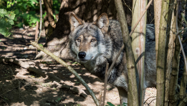 Europäischer Wolf - Canis lupus lupus