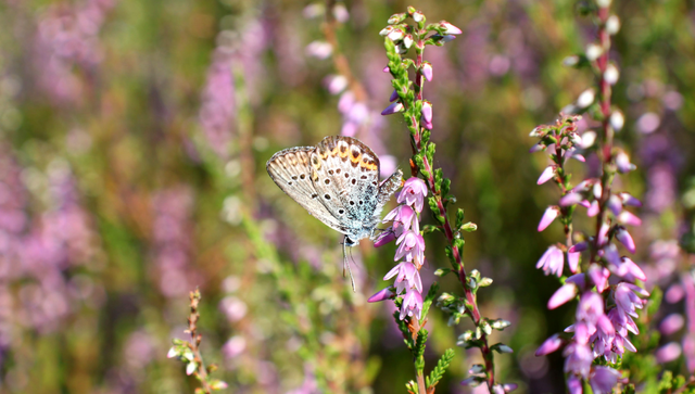 Idas-Bläuling (Plebejus idas)