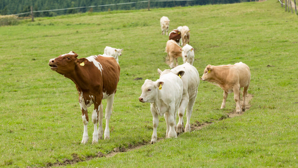 Junge Rinder auf der Weide