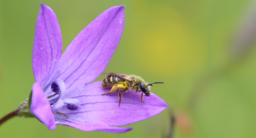 Wildblumen, wie die Glockenblume, bieten Pollen f&uuml;r Wildbienen.