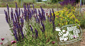 Bl&uuml;hstreifen am Wegesrand