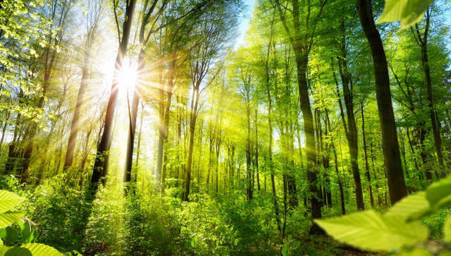 Sonnenbeschienene Laubb&auml;ume im Wald
