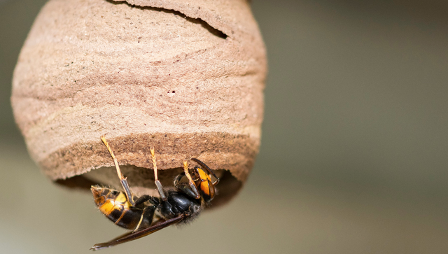 Asiatische Hornisse (Vespa velutina nigrithorax) beim Nestbau